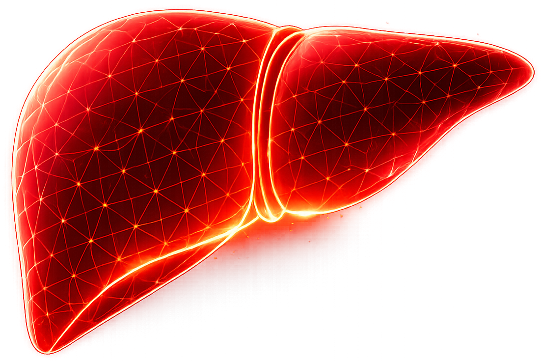 Glowing 3D liver visualization with medical network connections